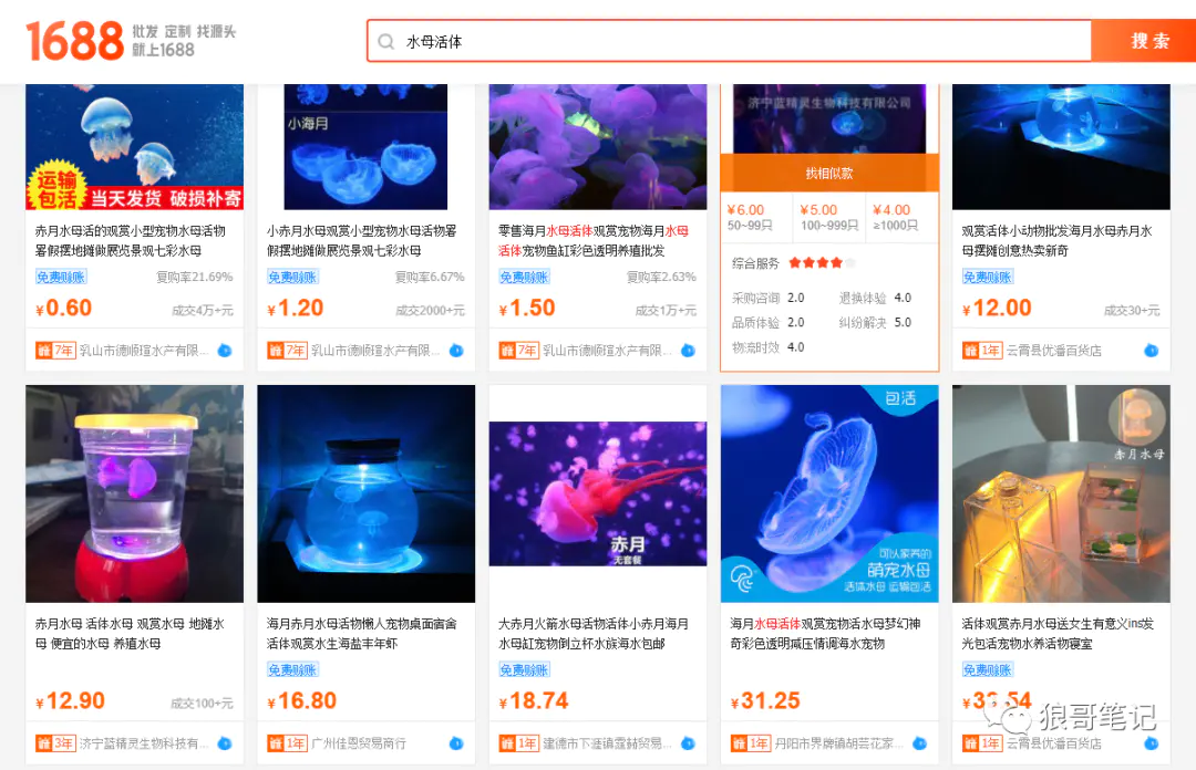 图片[3]-【2022.09.14】一只小小的水母活体，居然也能卖疯！（水母活体多少钱）百度网盘免费下载-芽米宝库
