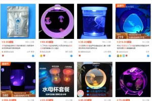 【2022.09.14】一只小小的水母活体，居然也能卖疯！（水母活体多少钱）百度网盘免费下载-芽米宝库